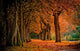 Autumn Colors Orange Forest Wall Decal