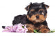 Yorkshire Terrier Puppy and Flowers Wall Decal