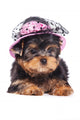 Yorkshire Terrier Puppy Wearing a Hat Wall Decal