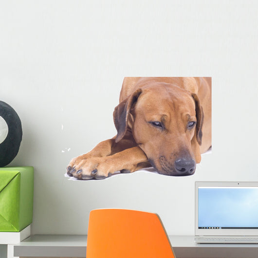 Rhodesian Ridgeback Male 3 Wall Decal