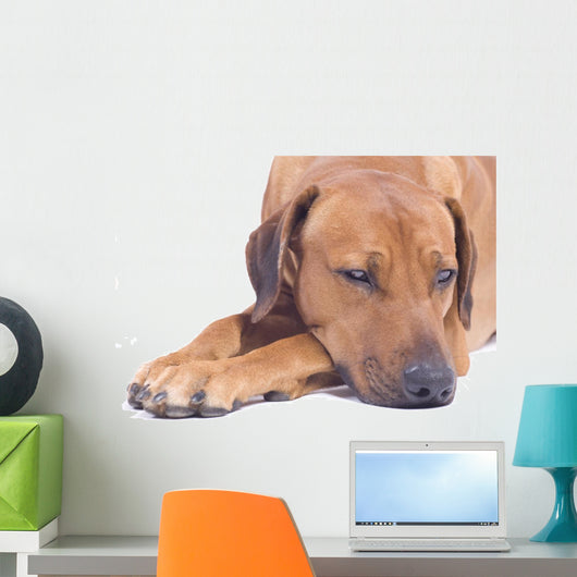 Rhodesian Ridgeback Male 3 Wall Decal