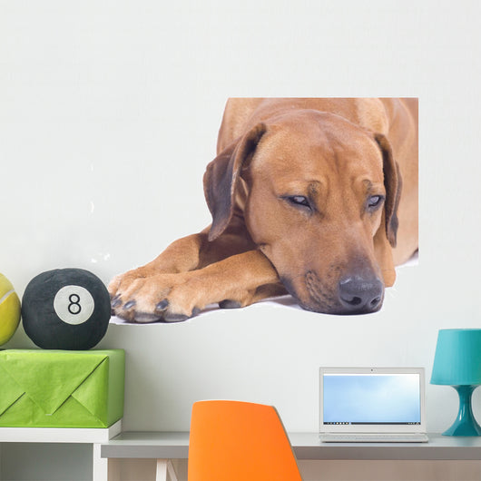 Rhodesian Ridgeback Male 3 Wall Decal