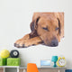 Rhodesian Ridgeback Male 3 Wall Decal