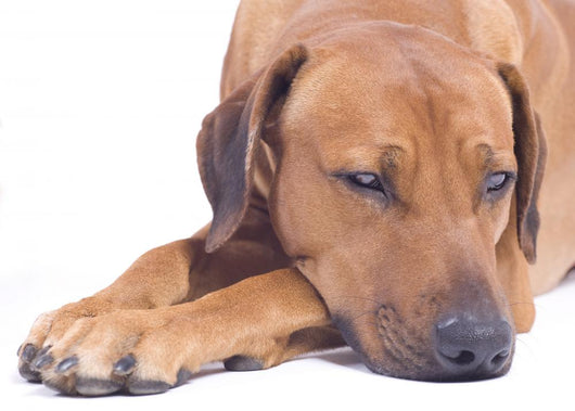 Rhodesian Ridgeback Male 3 Wall Decal