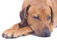 Rhodesian Ridgeback Male 3 Wall Decal