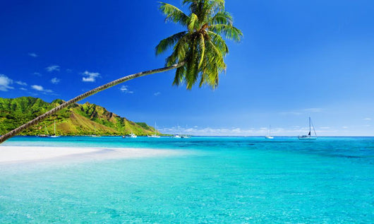 Palm Tree Hanging over