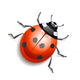 Ladybird