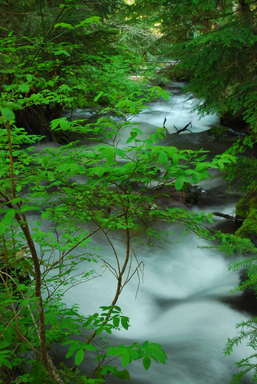 River Creek Wall Mural