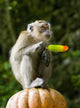 Monkey Eating Ice Cream
