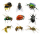 Set Insects