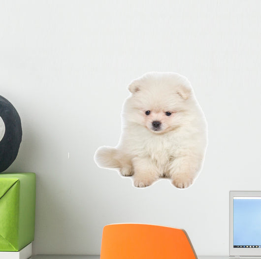 Pomeranian Spitz Puppy White