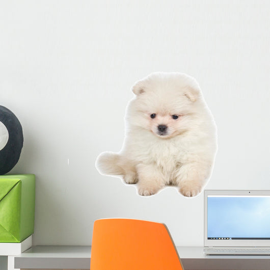 Pomeranian Spitz Puppy White
