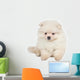 Pomeranian Spitz Puppy White