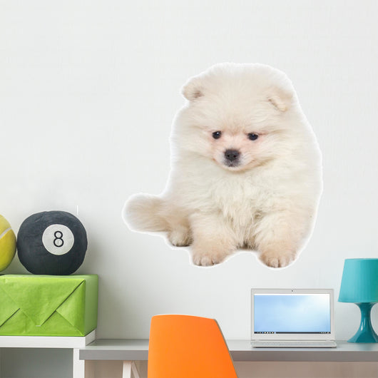 Pomeranian Spitz Puppy White