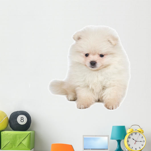 Pomeranian Spitz Puppy White