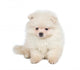 Pomeranian Spitz Puppy White