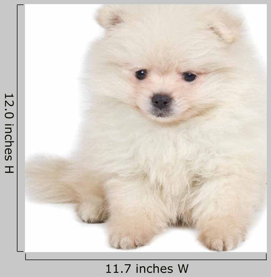 Pomeranian Spitz Puppy White