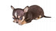 Chihuahua Puppy