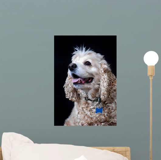 American Cocker Spaniel Wall Mural