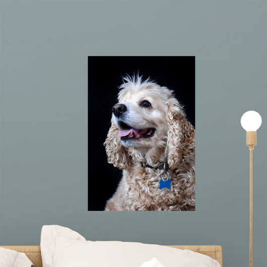 American Cocker Spaniel Wall Mural