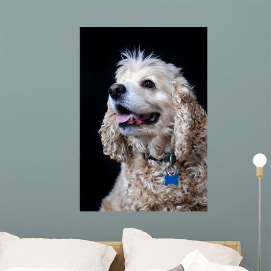 American Cocker Spaniel Wall Mural