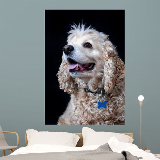 American Cocker Spaniel Wall Mural