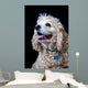 American Cocker Spaniel Wall Mural