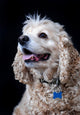 American Cocker Spaniel Wall Mural