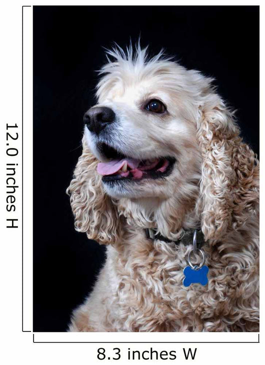 American Cocker Spaniel Wall Mural