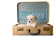Tiny puppy in a vintage suitcase Wall Decal