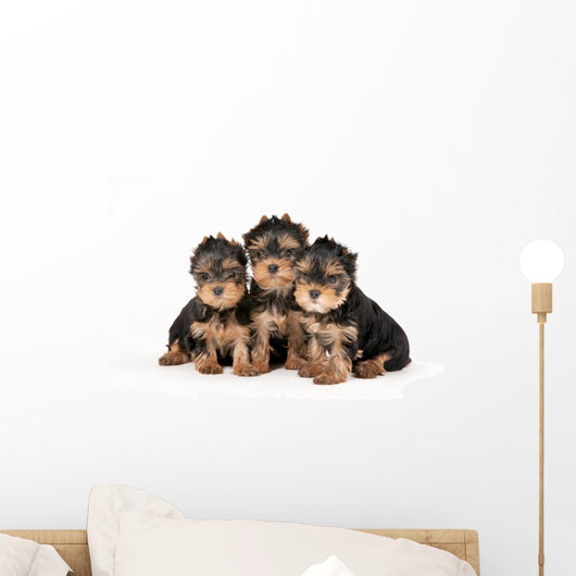 Three Yorkie Puppies on White Background Wall Decal