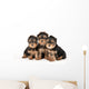 Three Yorkie Puppies on White Background Wall Decal