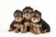 Three Yorkie Puppies on White Background Wall Decal