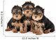 Three Yorkie Puppies on White Background Wall Decal