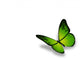 Green Butterfly White Wall Decal