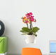 blooming phalaenopsis Wall Decal