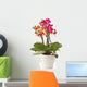 blooming phalaenopsis Wall Decal