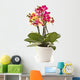 blooming phalaenopsis Wall Decal