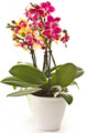 blooming phalaenopsis Wall Decal