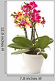 blooming phalaenopsis Wall Decal
