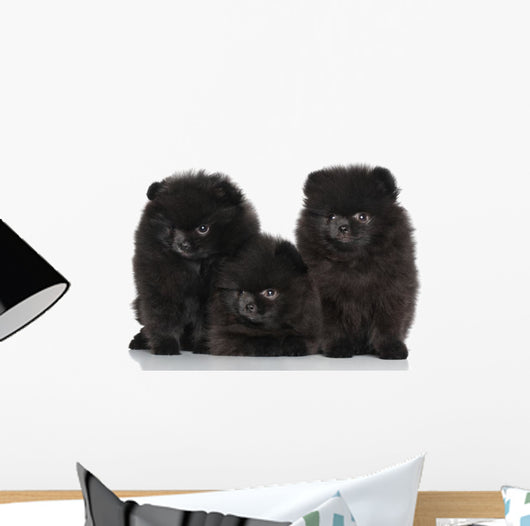 Spitz Dog Puppies White