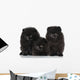 Spitz Dog Puppies White