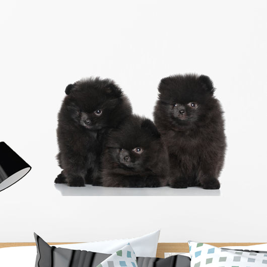 Spitz Dog Puppies White