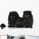 Spitz Dog Puppies White