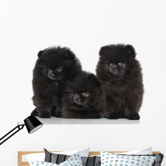 Spitz Dog Puppies White