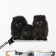 Spitz Dog Puppies White