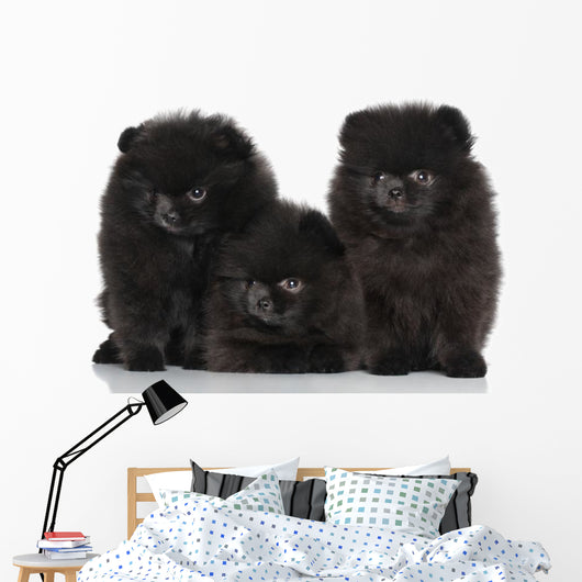 Spitz Dog Puppies White