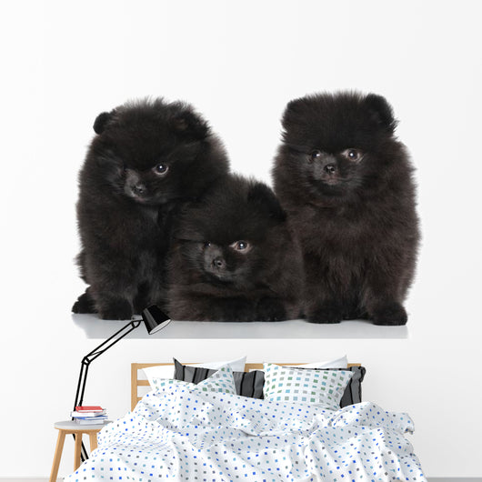 Spitz Dog Puppies White