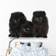 Spitz Dog Puppies White