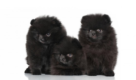 Spitz Dog Puppies White